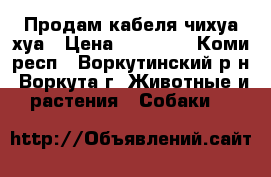 Продам кабеля чихуа-хуа › Цена ­ 12 000 - Коми респ., Воркутинский р-н, Воркута г. Животные и растения » Собаки   